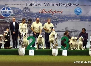 FeHoVa Winter Dogshow 2024